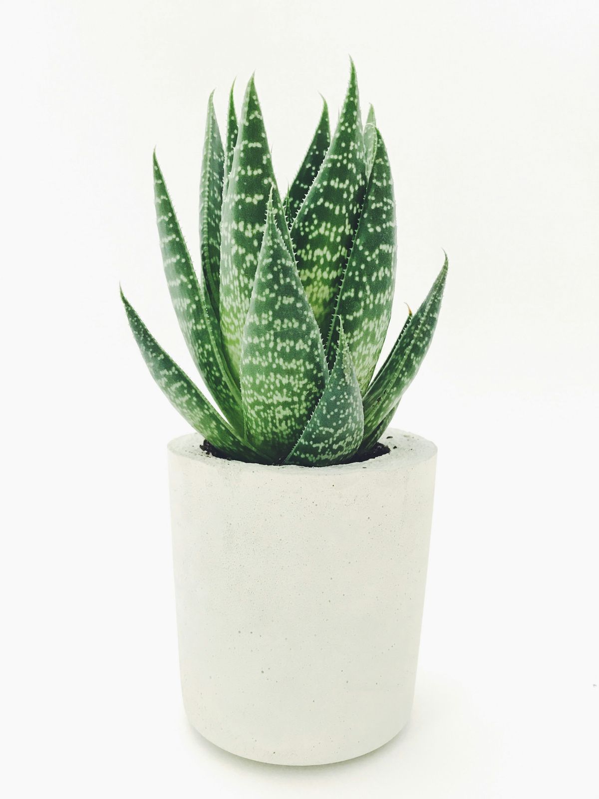 Frisk aloe vera-plante